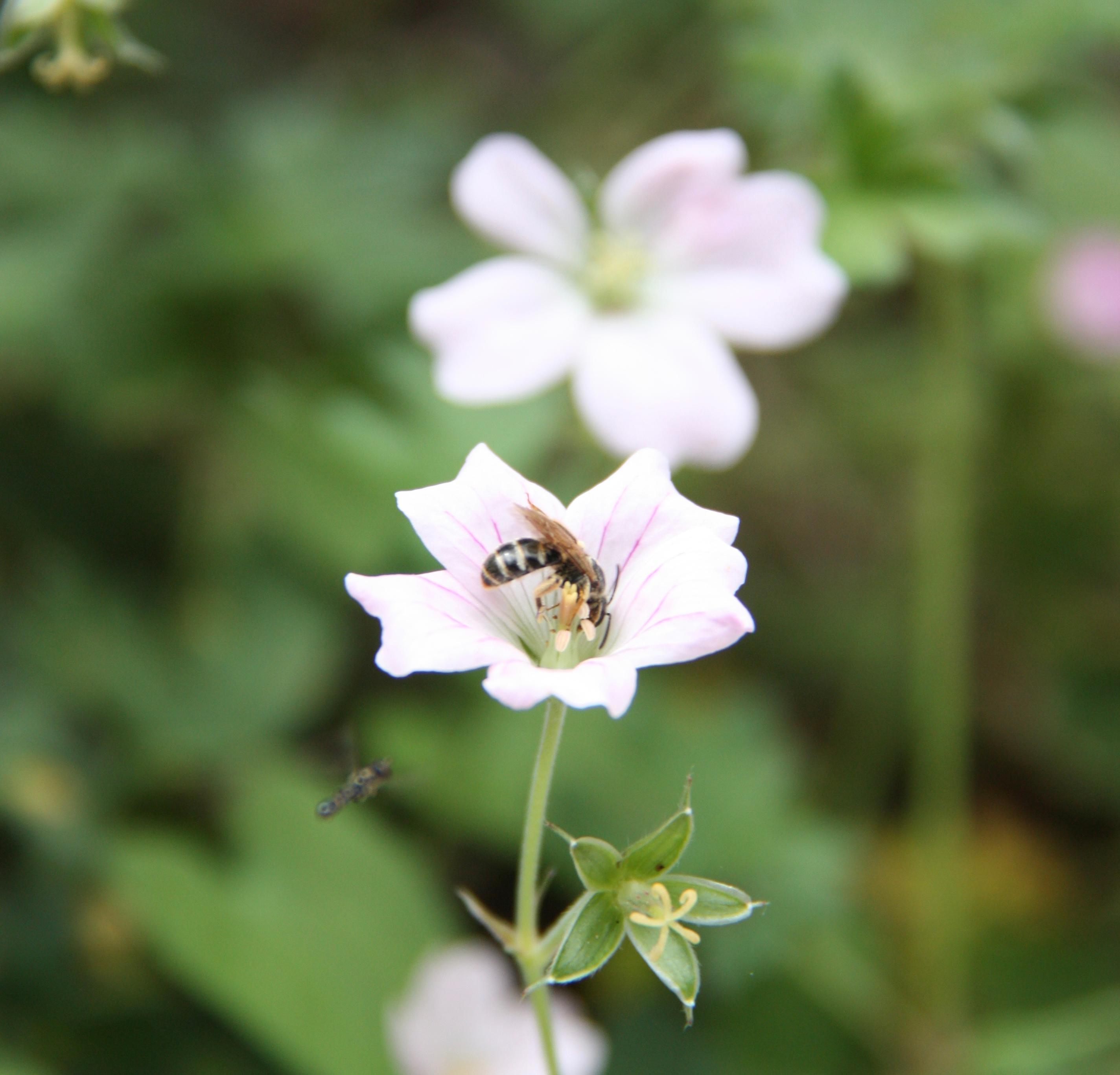 Themenwoche Bienen