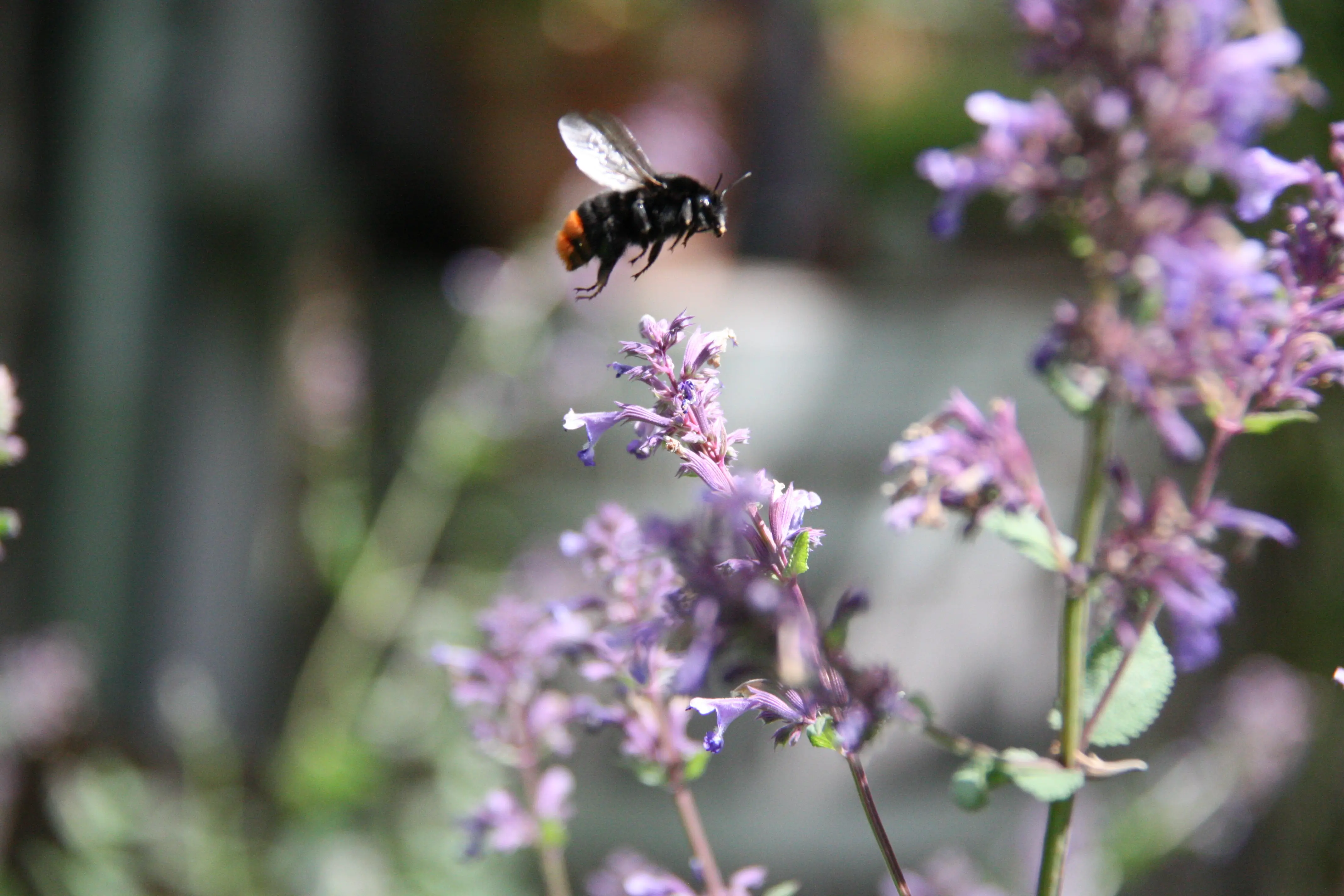 Bienen Themenwoche